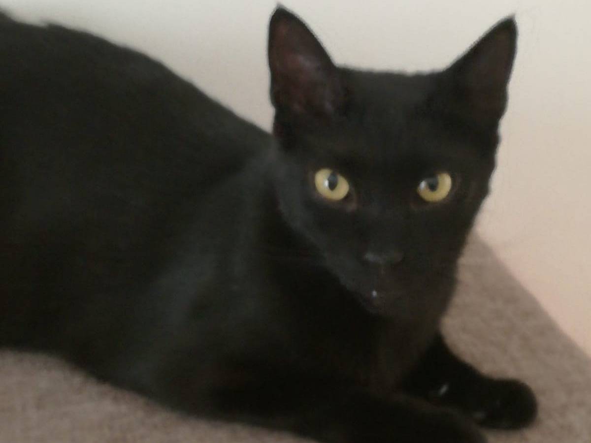 Adozione gatto, maschio, Razza sconosciuta Razza sconosciuta, 5 anni e 3 mesi, taglia non valida, Milano