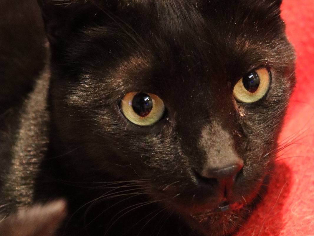 Adotta un gatto, taglia non valida, maschio, Milano