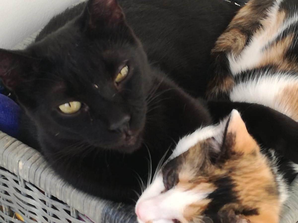 Vuoi adottare un gatto a Milano?