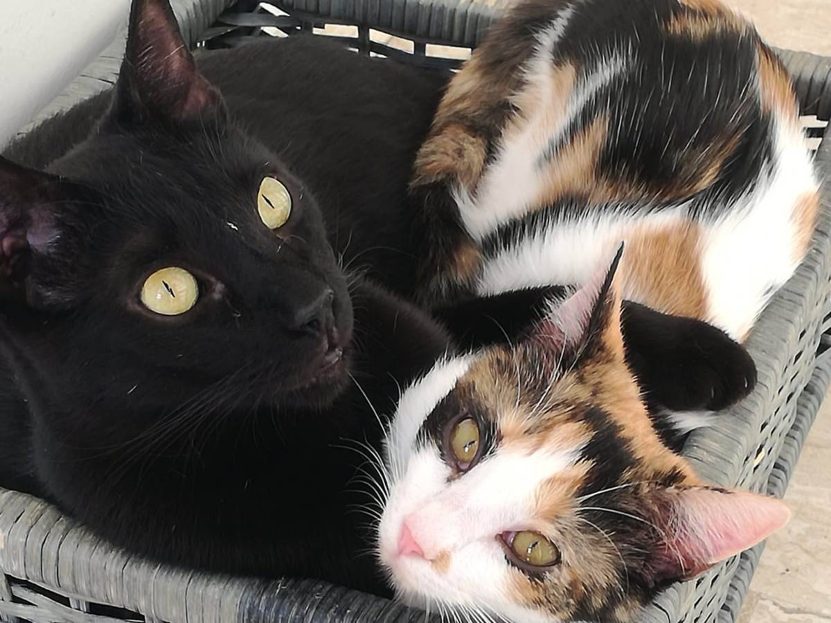 Adotta il gatto Geii a Milano