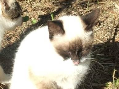 Adotta un gatto, taglia non valida, maschio, Genova