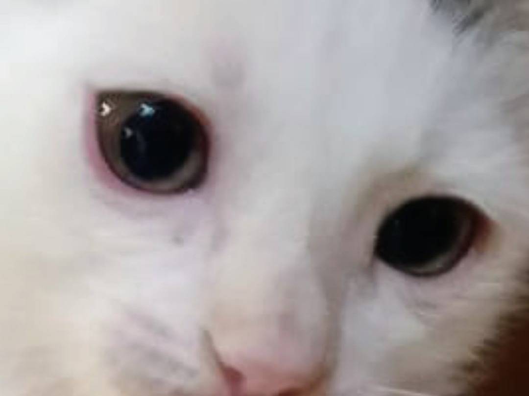 Vuoi adottare un gatto a Roma?