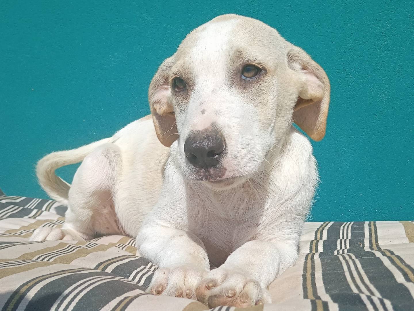 Vuoi adottare un cane a Torino?
