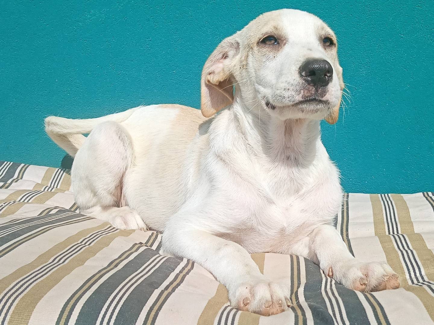 Adotta un cane, femmina, 4 mesi, Torino