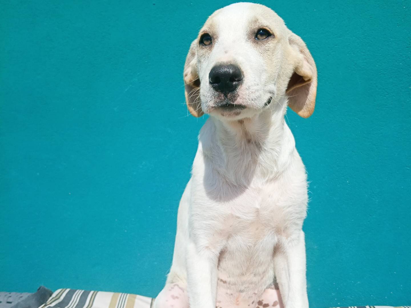 Adozione cane, femmina, Razza sconosciuta Razza sconosciuta, 4 mesi, taglia media, Torino