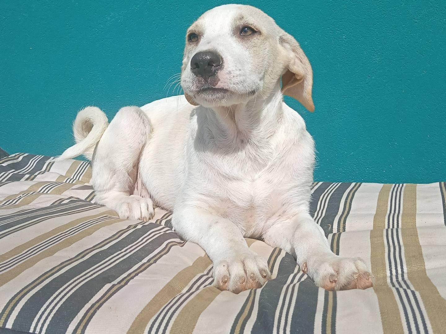Adotta il cane GAIA a Torino