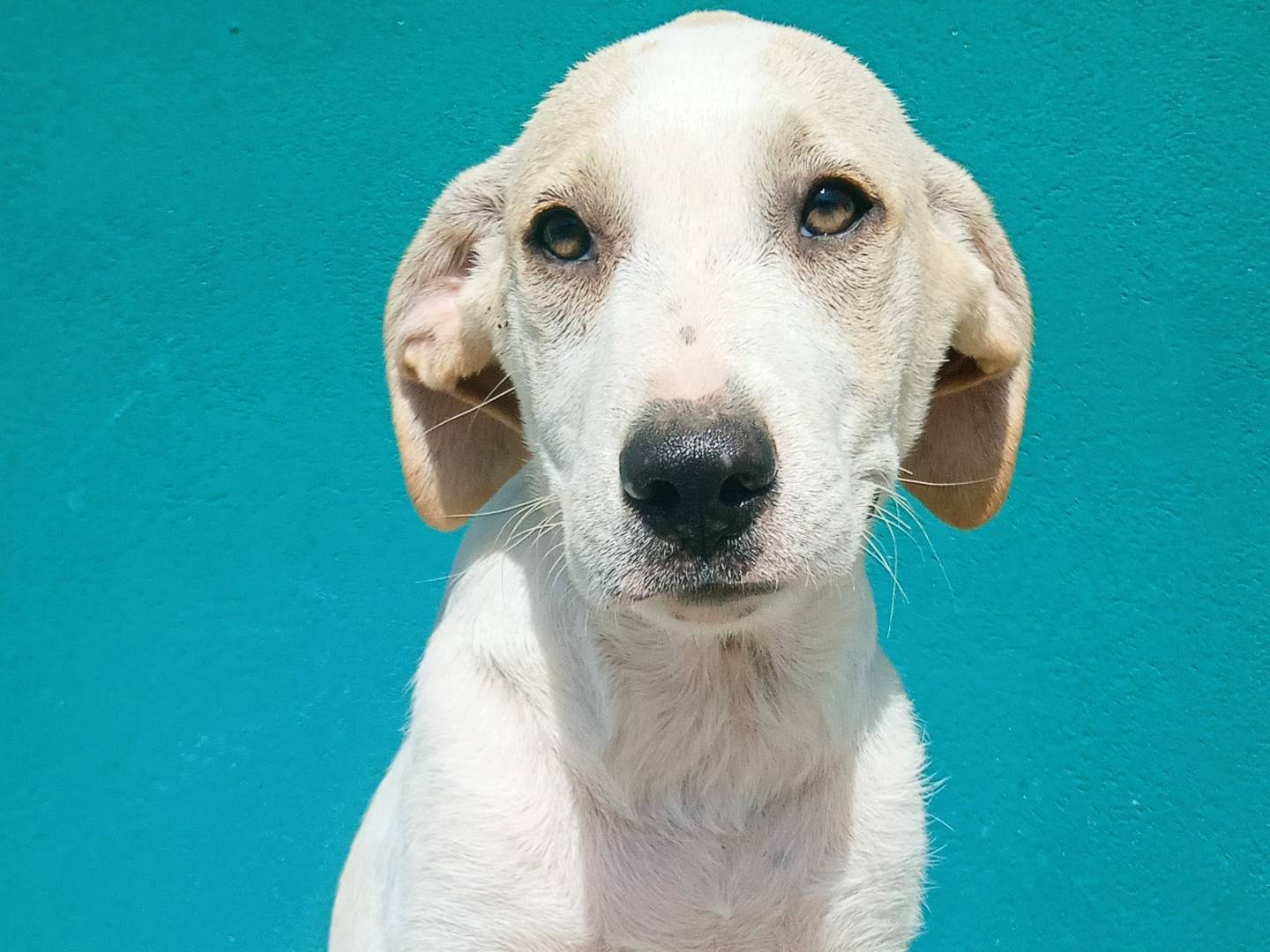 Adotta un cane, taglia media, femmina, Torino