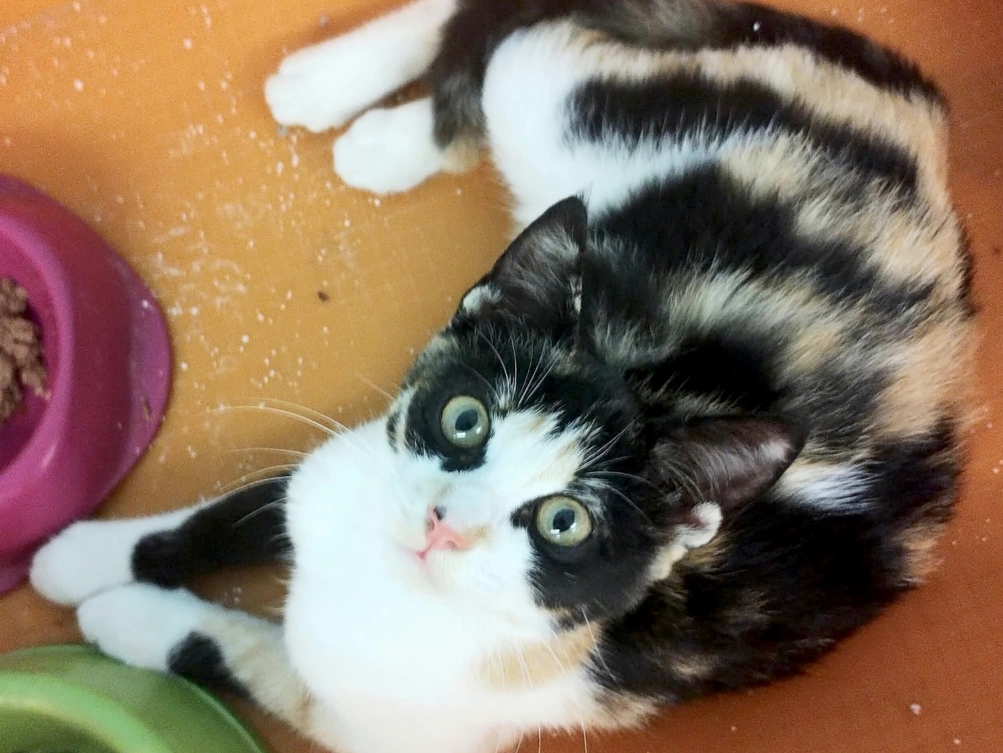 Adozione gatto, femmina, Razza sconosciuta Razza sconosciuta, 5 mesi, taglia non valida, Roma