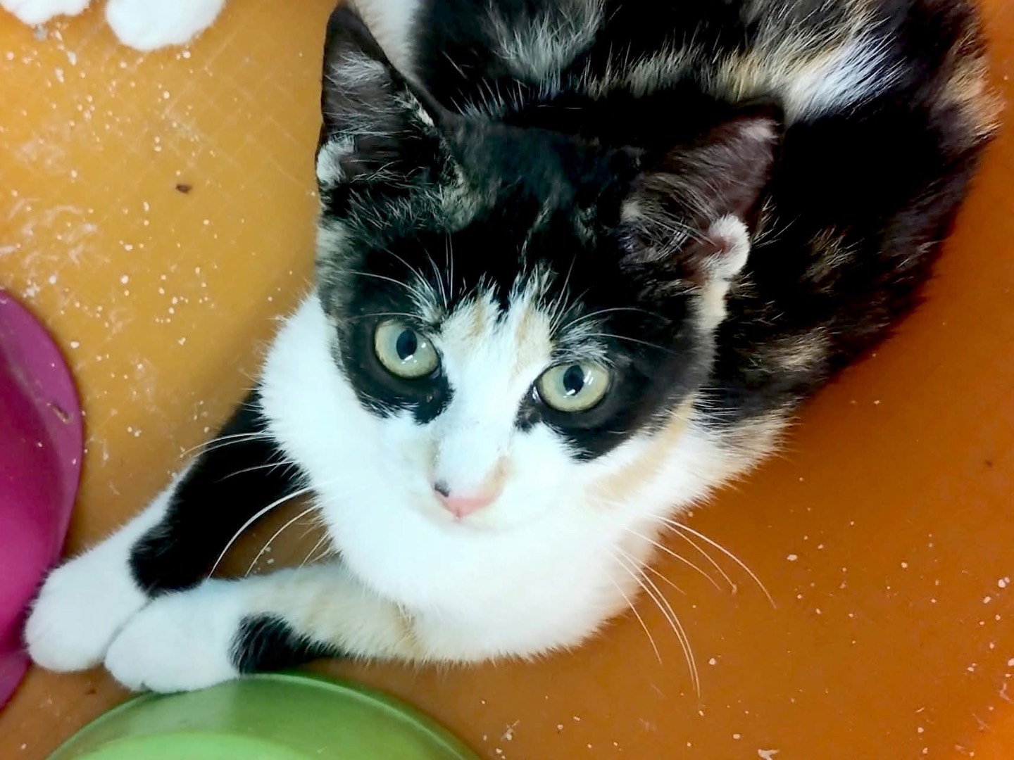 Adotta un gatto, femmina, 5 mesi, Roma