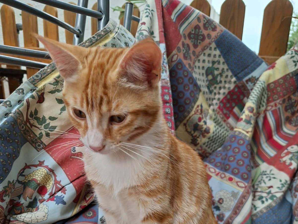 Adotta un gatto, femmina, 6 mesi, Catanzaro