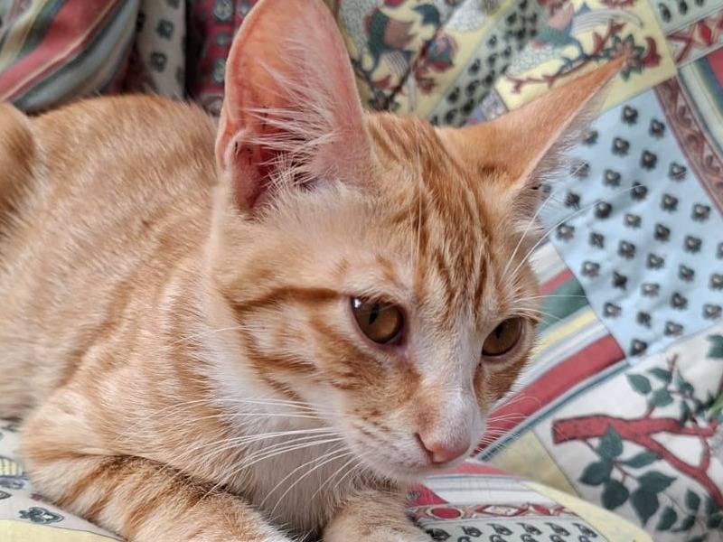 Adozione gatto, femmina, Razza sconosciuta Razza sconosciuta, 6 mesi, taglia non valida, Catanzaro