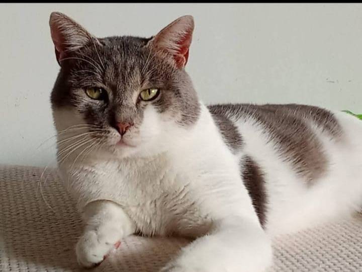 Adozione gatto, maschio, Razza sconosciuta Razza sconosciuta, 3 anni e 1 mese, taglia non valida, Catania
