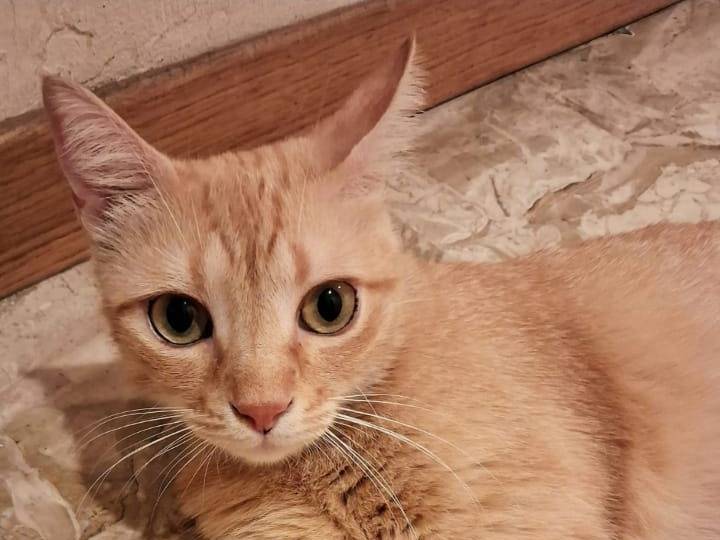 Adozione gatto, femmina, Razza sconosciuta Razza sconosciuta, 3 anni e 1 mese, taglia non valida, Milano