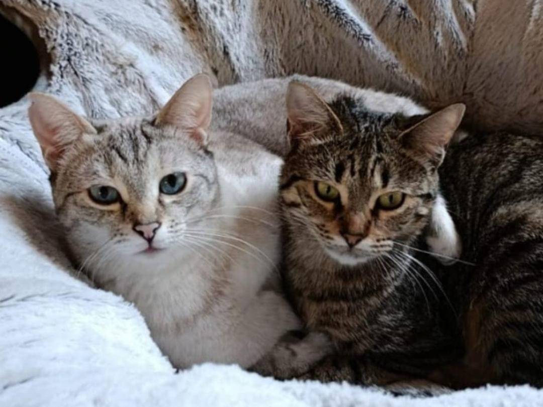 Adozione gatto, femmina, Razza sconosciuta Razza sconosciuta, 2 anni e 3 mesi, taglia non valida, Milano