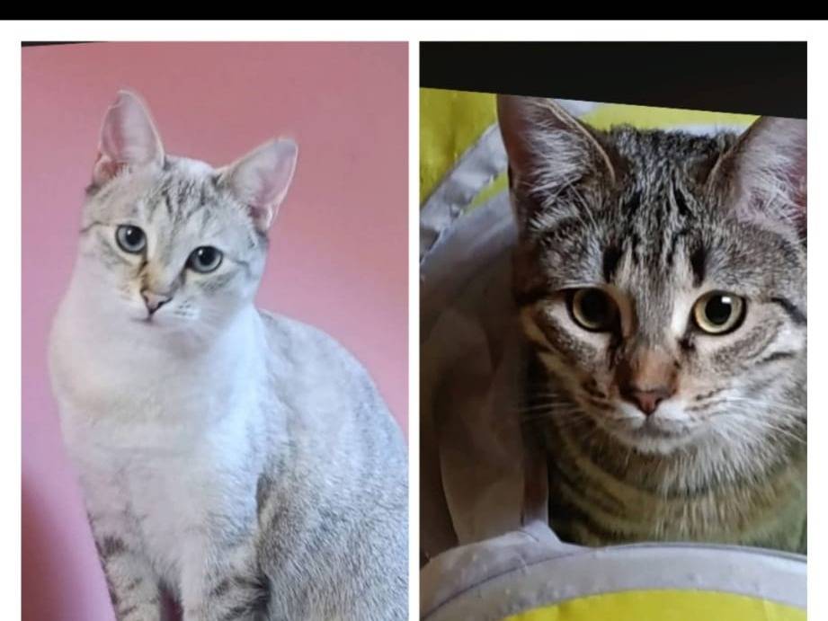 Adotta un gatto, femmina, 2 anni e 3 mesi, Milano