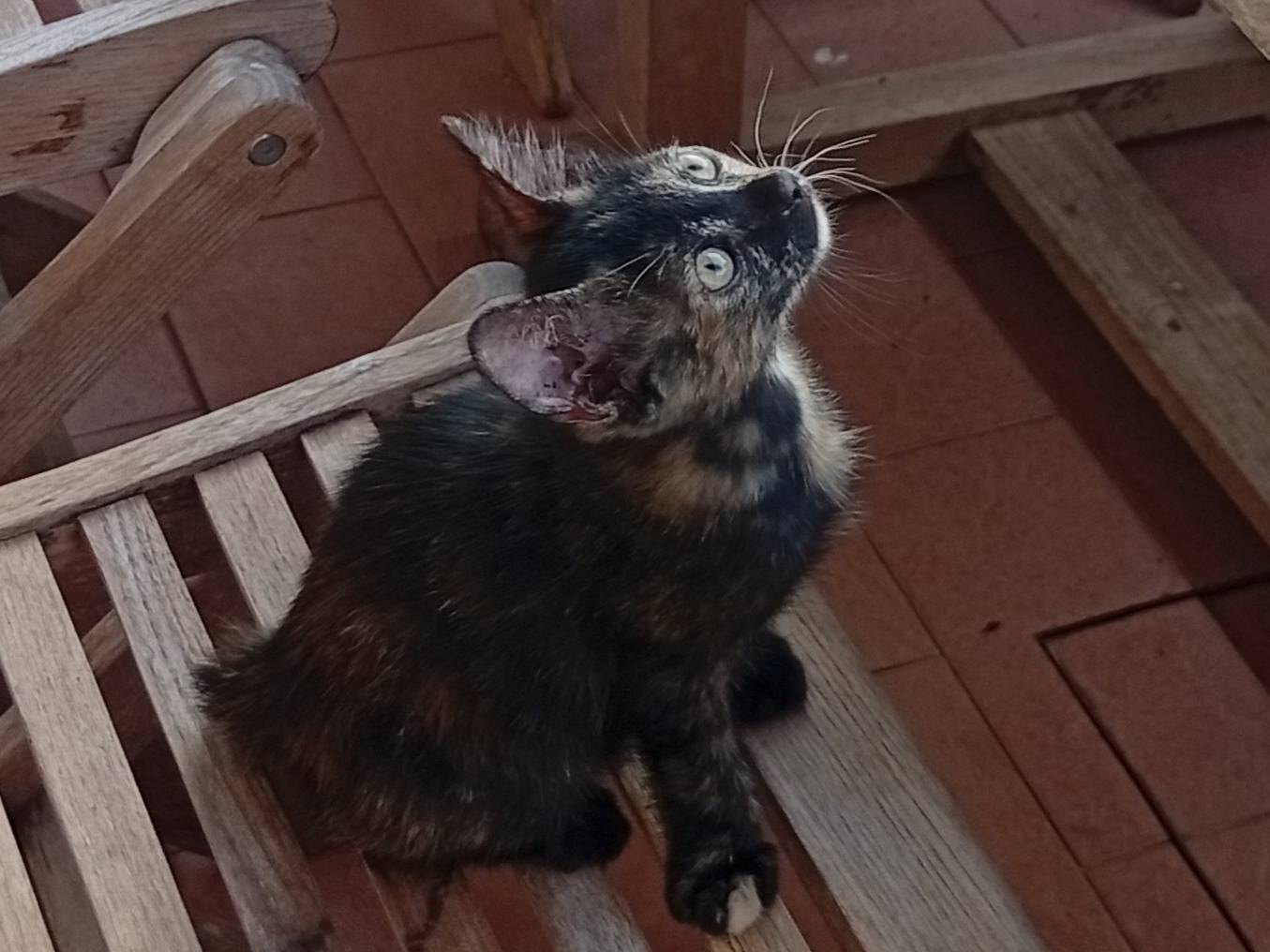 Adozione gatto, femmina, Razza sconosciuta Razza sconosciuta, 3 mesi, taglia non valida, Roma