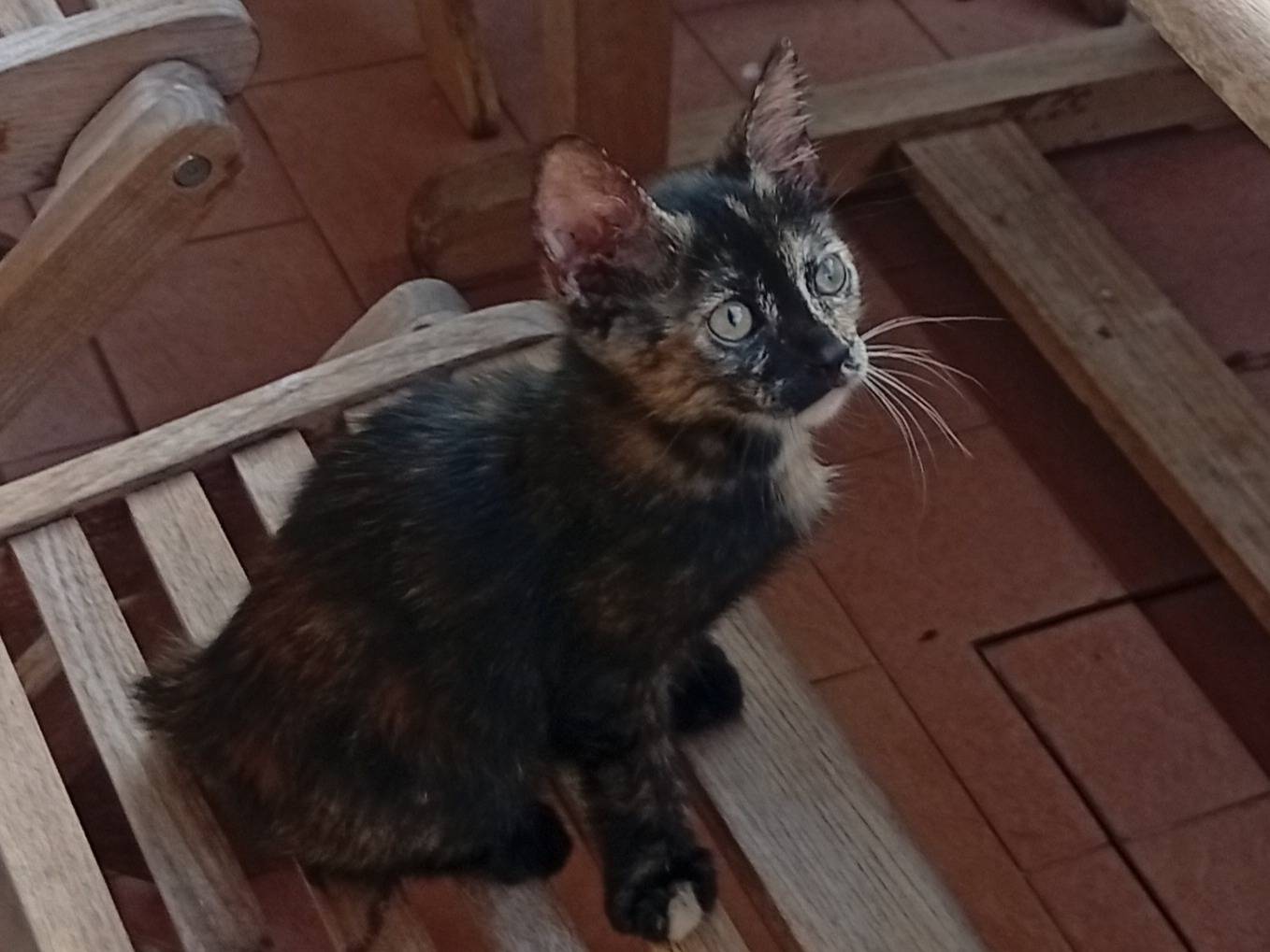 Adotta un gatto, femmina, 3 mesi, Roma