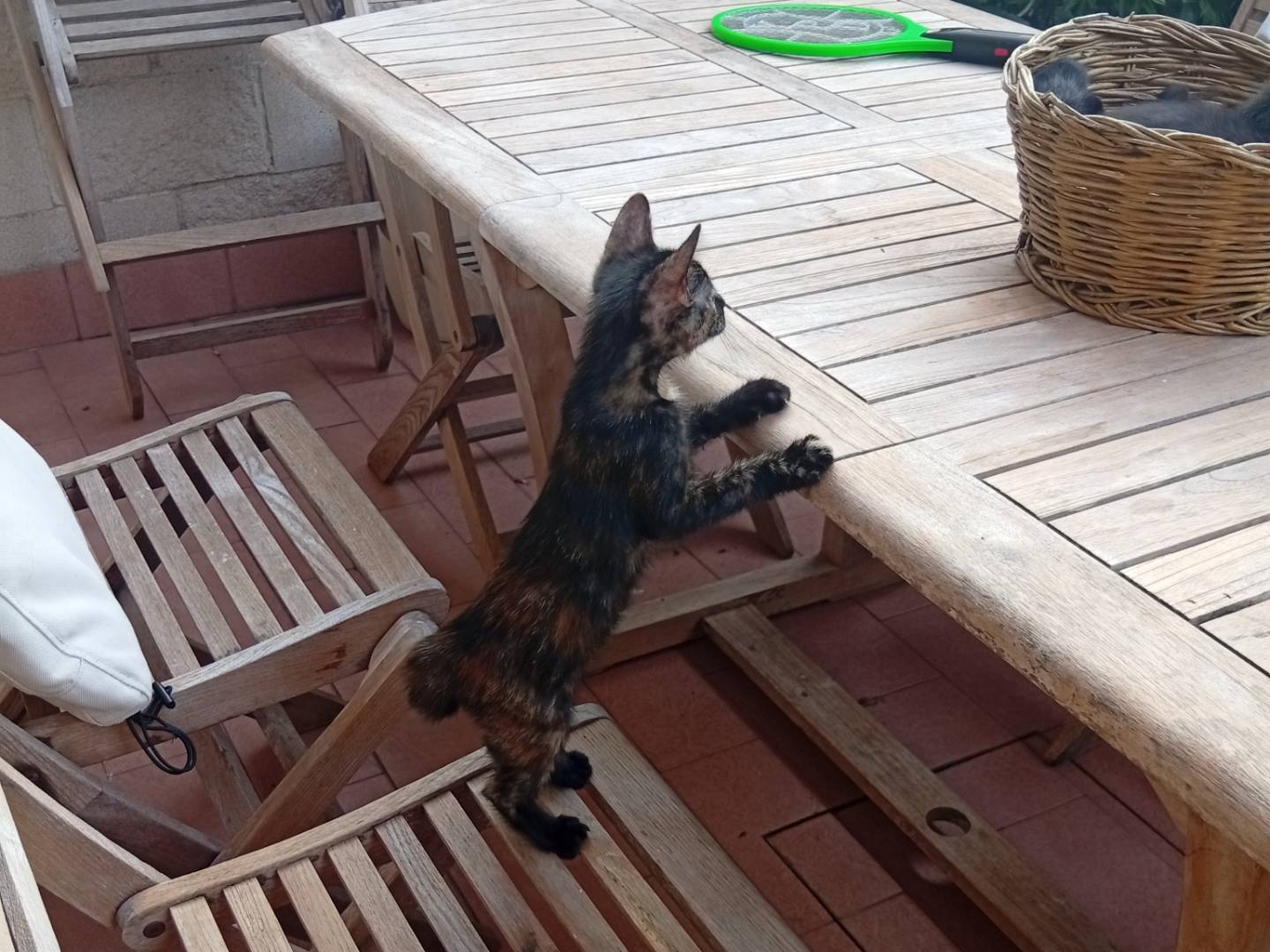 Adotta un gatto, taglia non valida, femmina, Roma