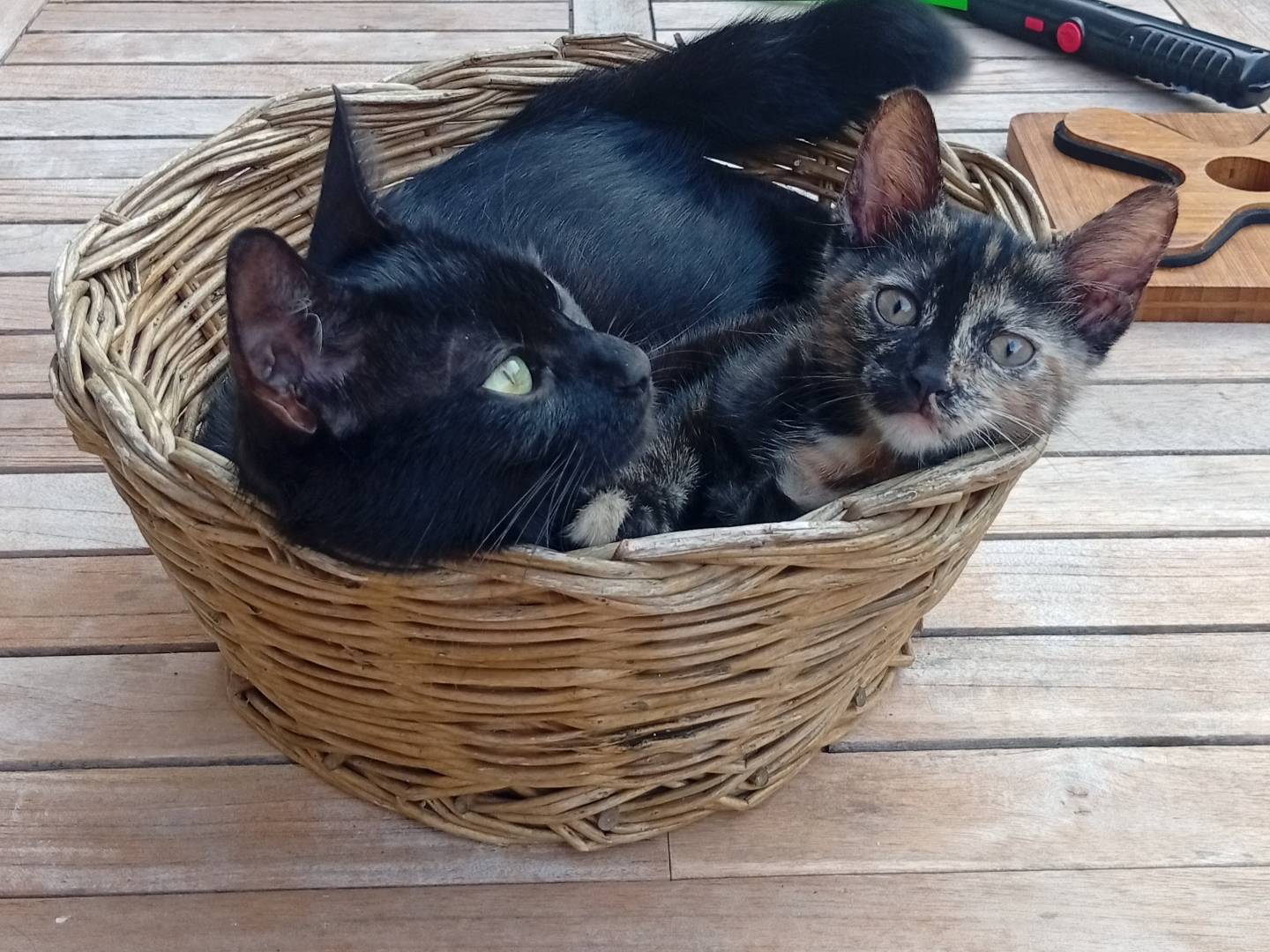Vuoi adottare un gatto a Roma?