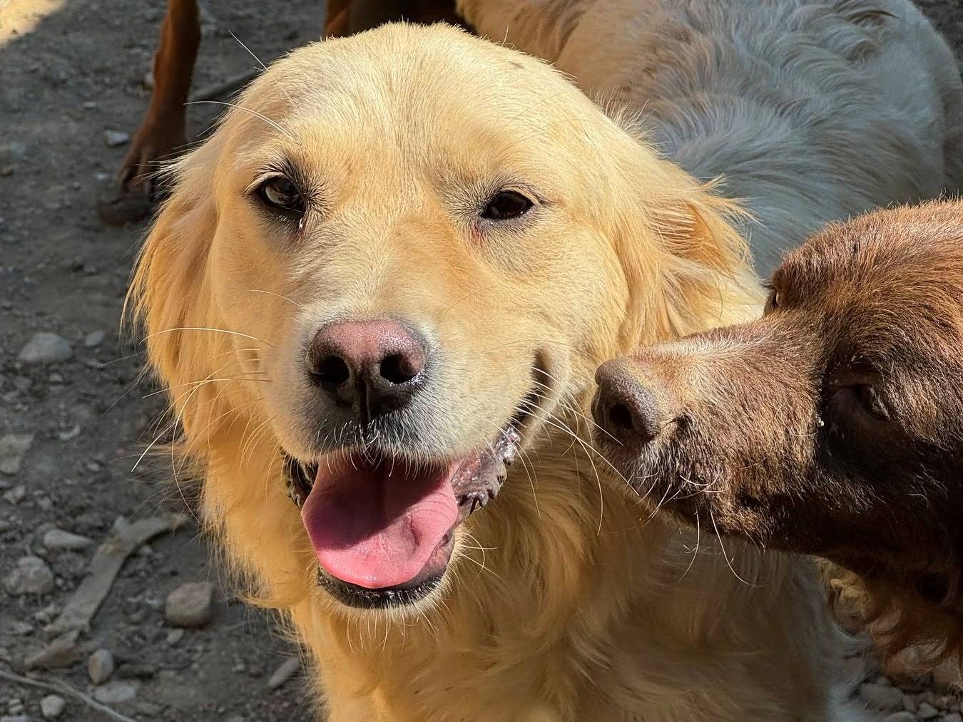 Vuoi adottare un cane a Firenze?