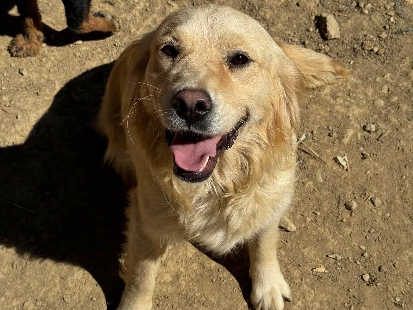 Adotta il cane HONEY a Firenze