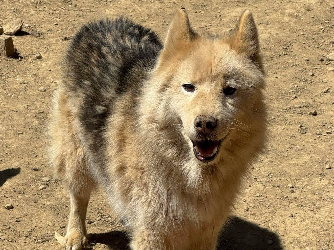 Adotta il cane ATLAS a Firenze