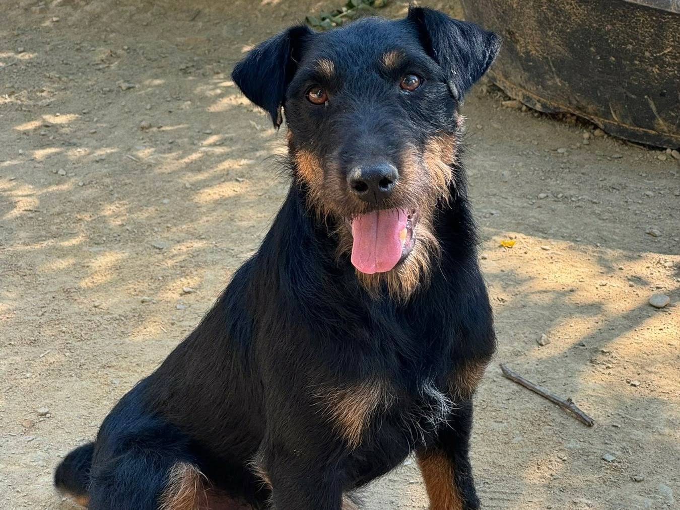 Adotta un cane, maschio, 3 anni e 4 mesi, Firenze