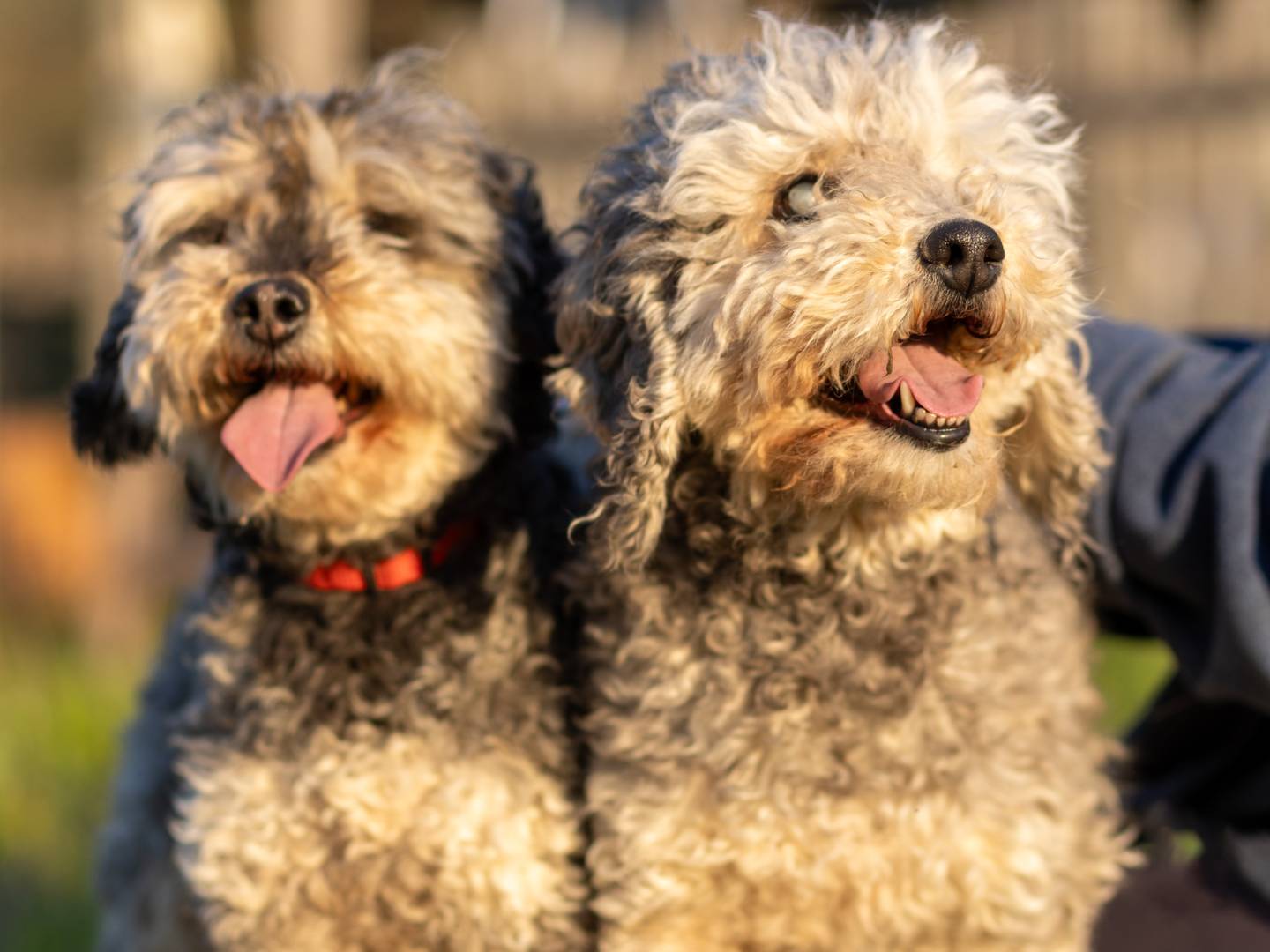 Adozione cane, femmina, Barbone Razza sconosciuta, 11 anni, taglia piccola, Firenze