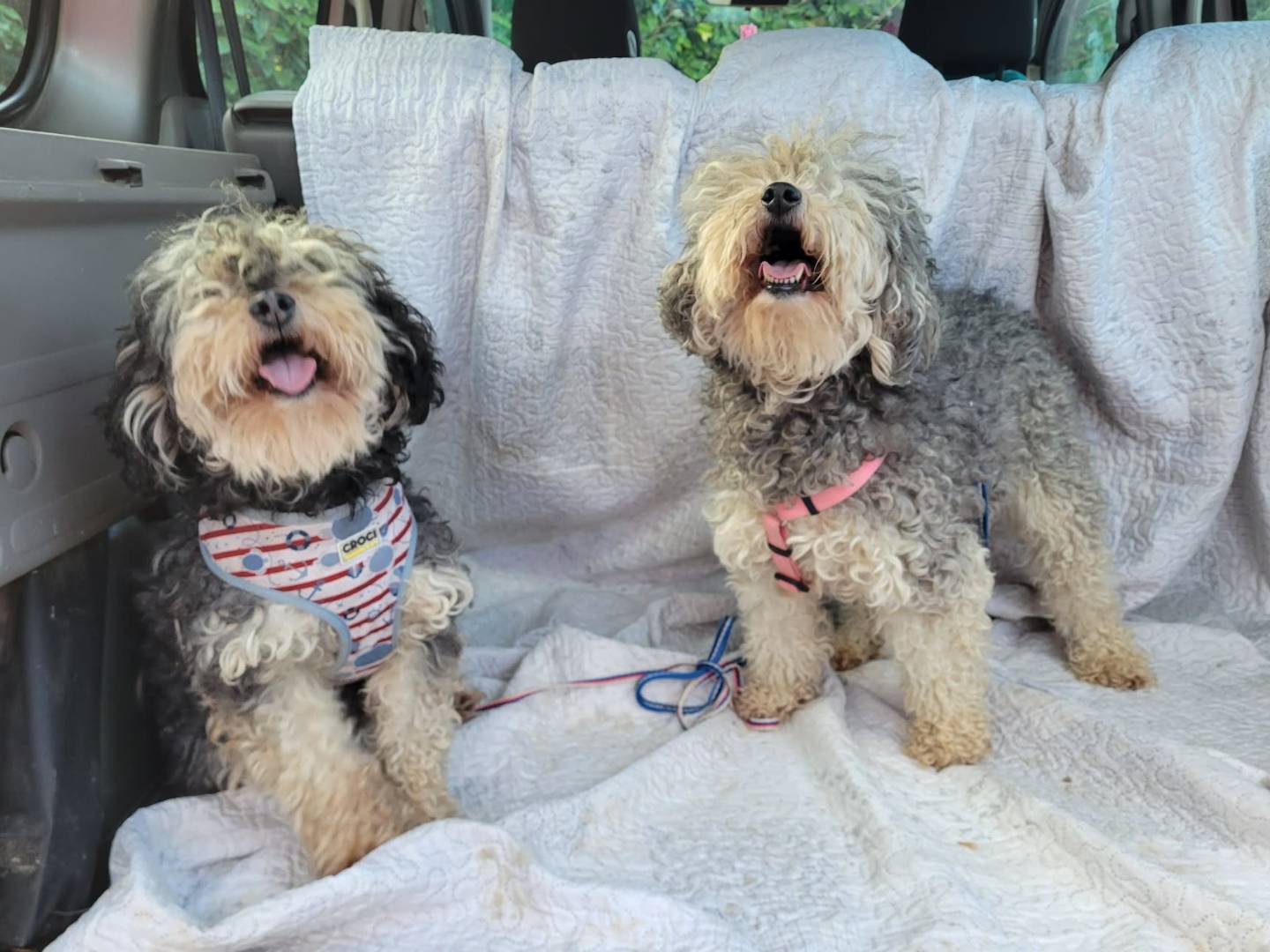 Adotta il cane FRAGOLA CILIEGIA a Firenze