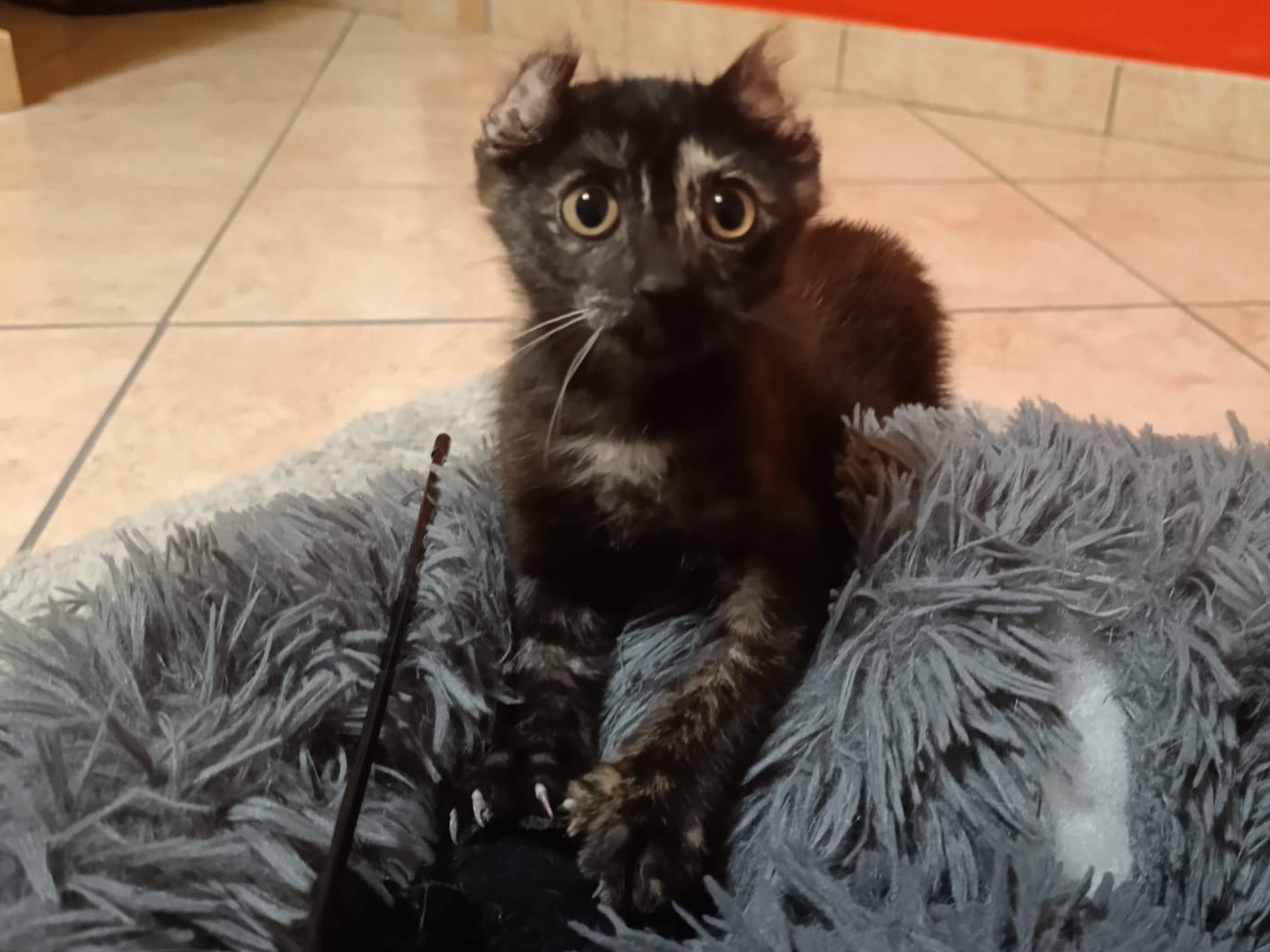 Adotta un gatto, femmina, 3 mesi, Catanzaro