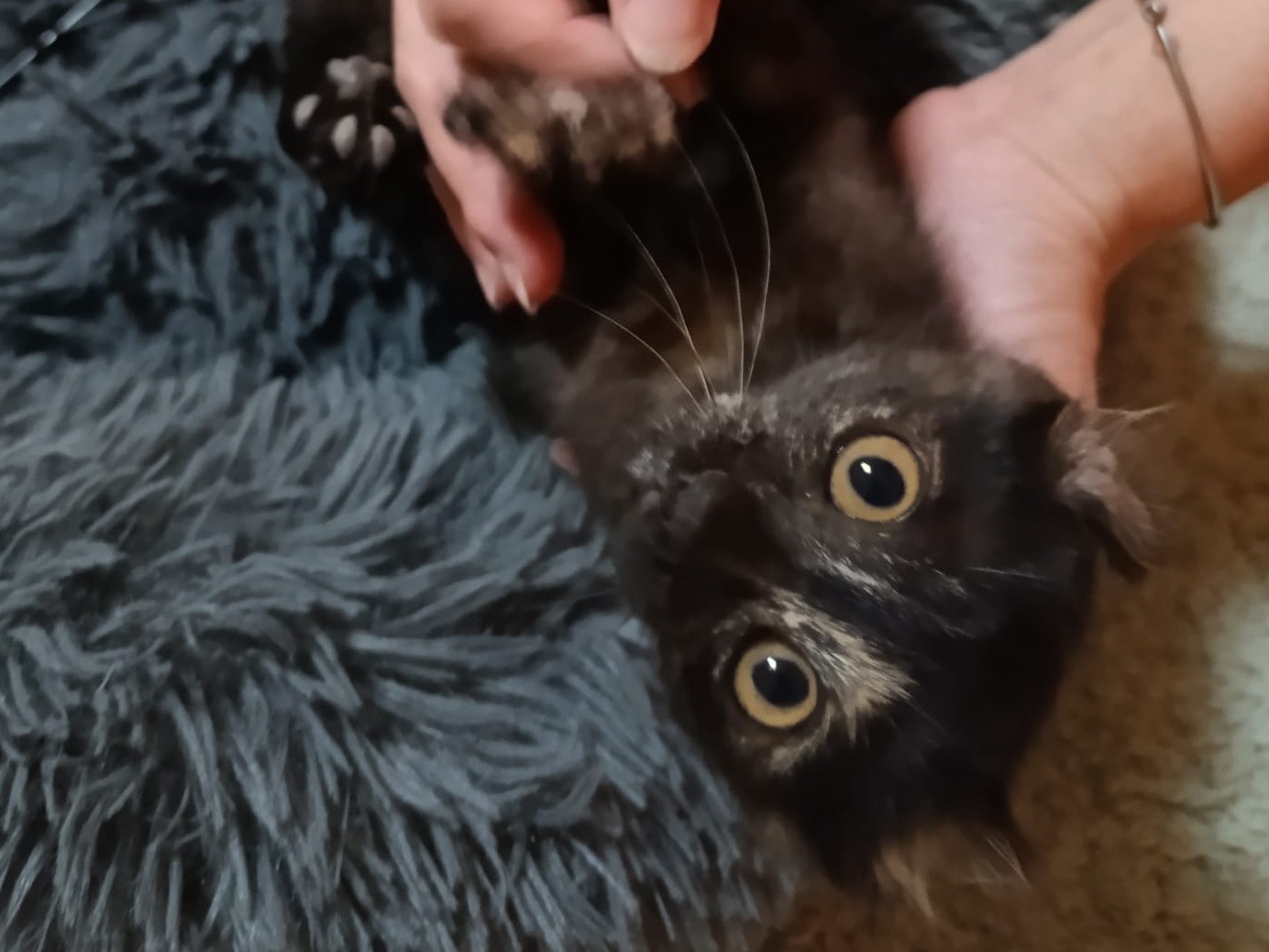 Adotta un gatto, taglia non valida, femmina, Catanzaro