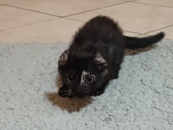 Vuoi adottare un gatto a Catanzaro?