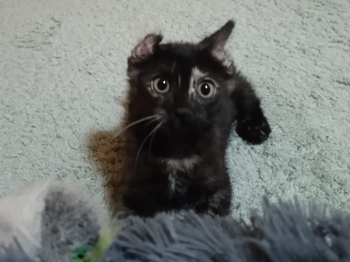 Adotta il gatto Rea a Catanzaro