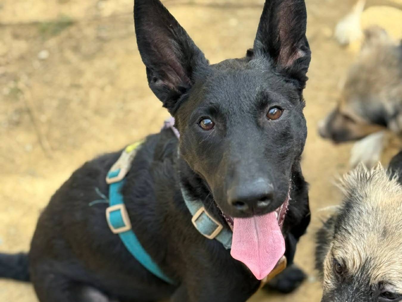 Adozione cane, maschio, Razza sconosciuta Razza sconosciuta, 6 mesi, taglia media, Firenze