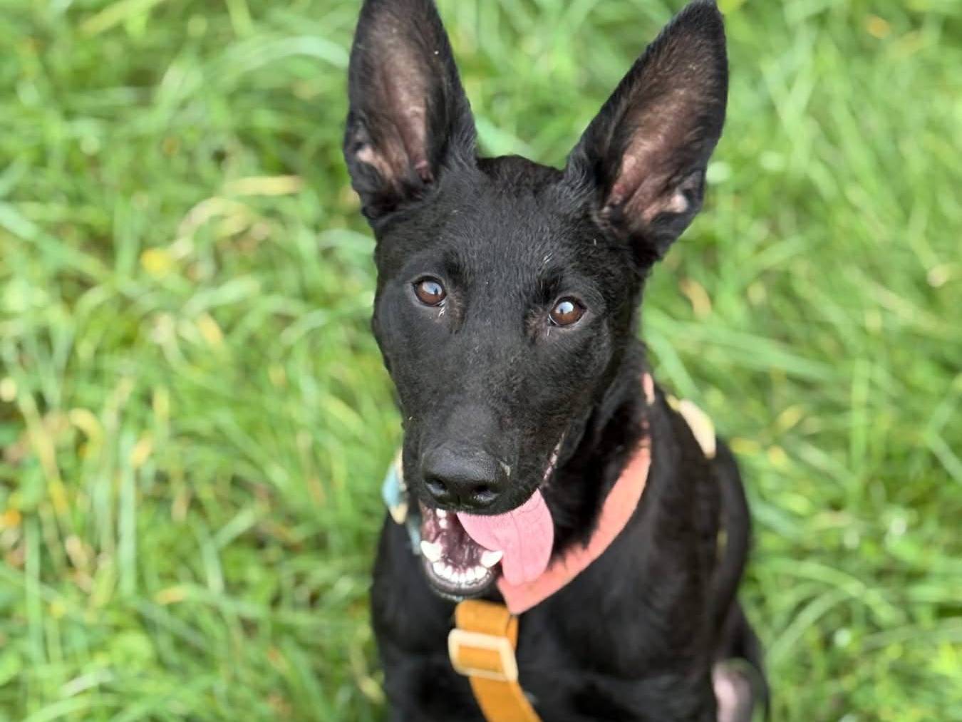 Adotta un cane, taglia media, maschio, Firenze