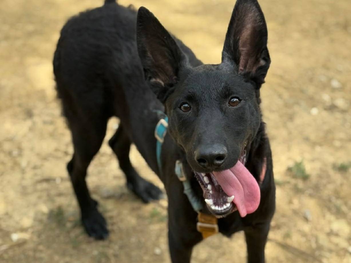 Adotta un cane, maschio, 6 mesi, Firenze