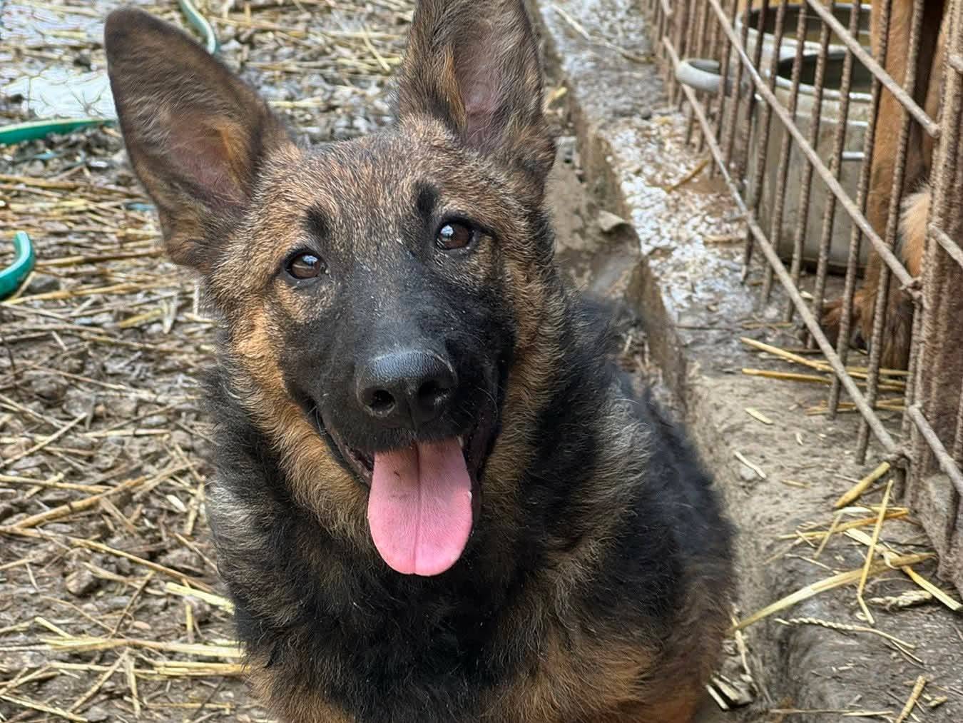 Adotta un cane, maschio, 6 mesi, Firenze