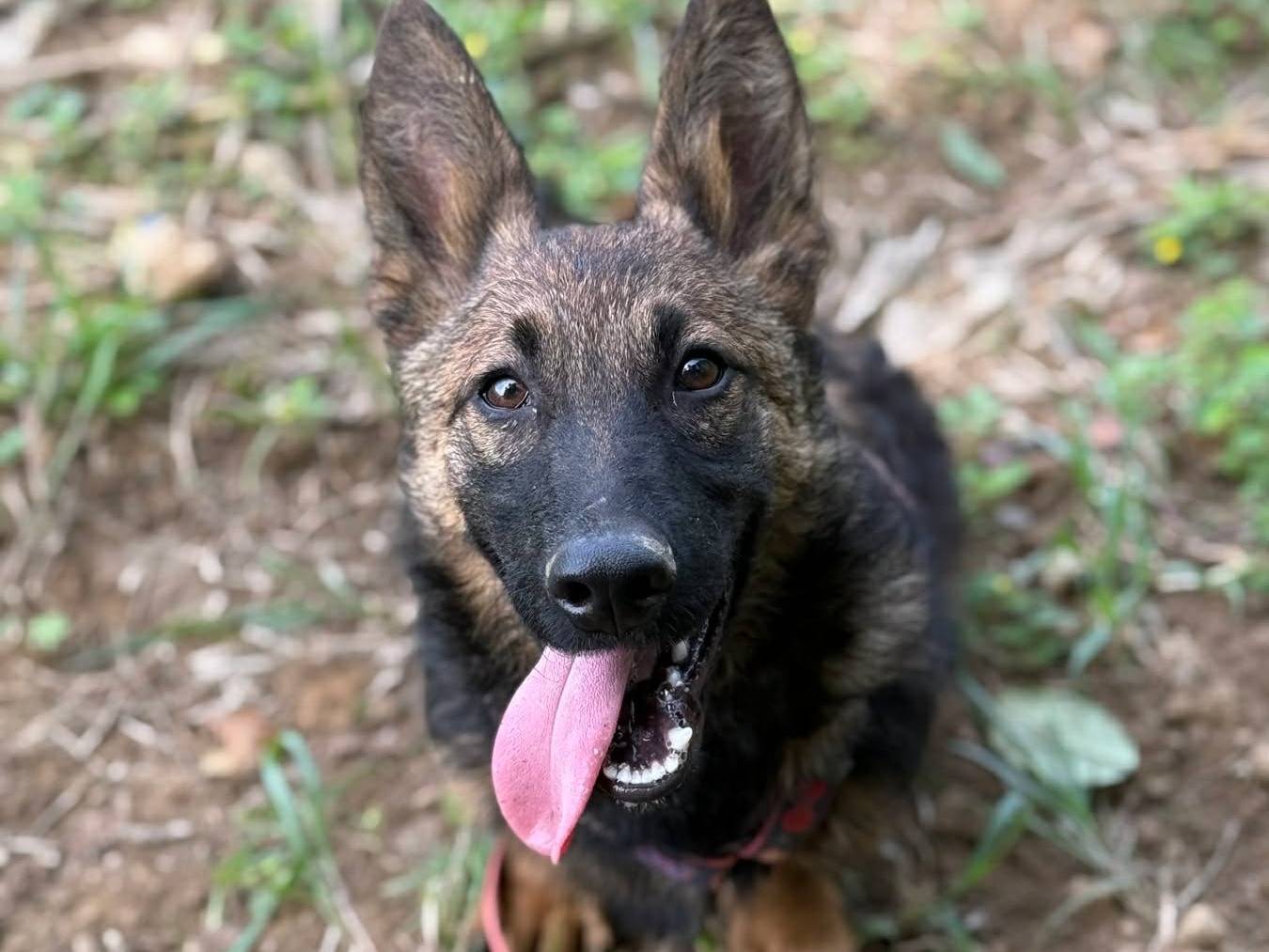 Adozione cane, maschio, Razza sconosciuta Razza sconosciuta, 6 mesi, taglia media contenuta, Firenze