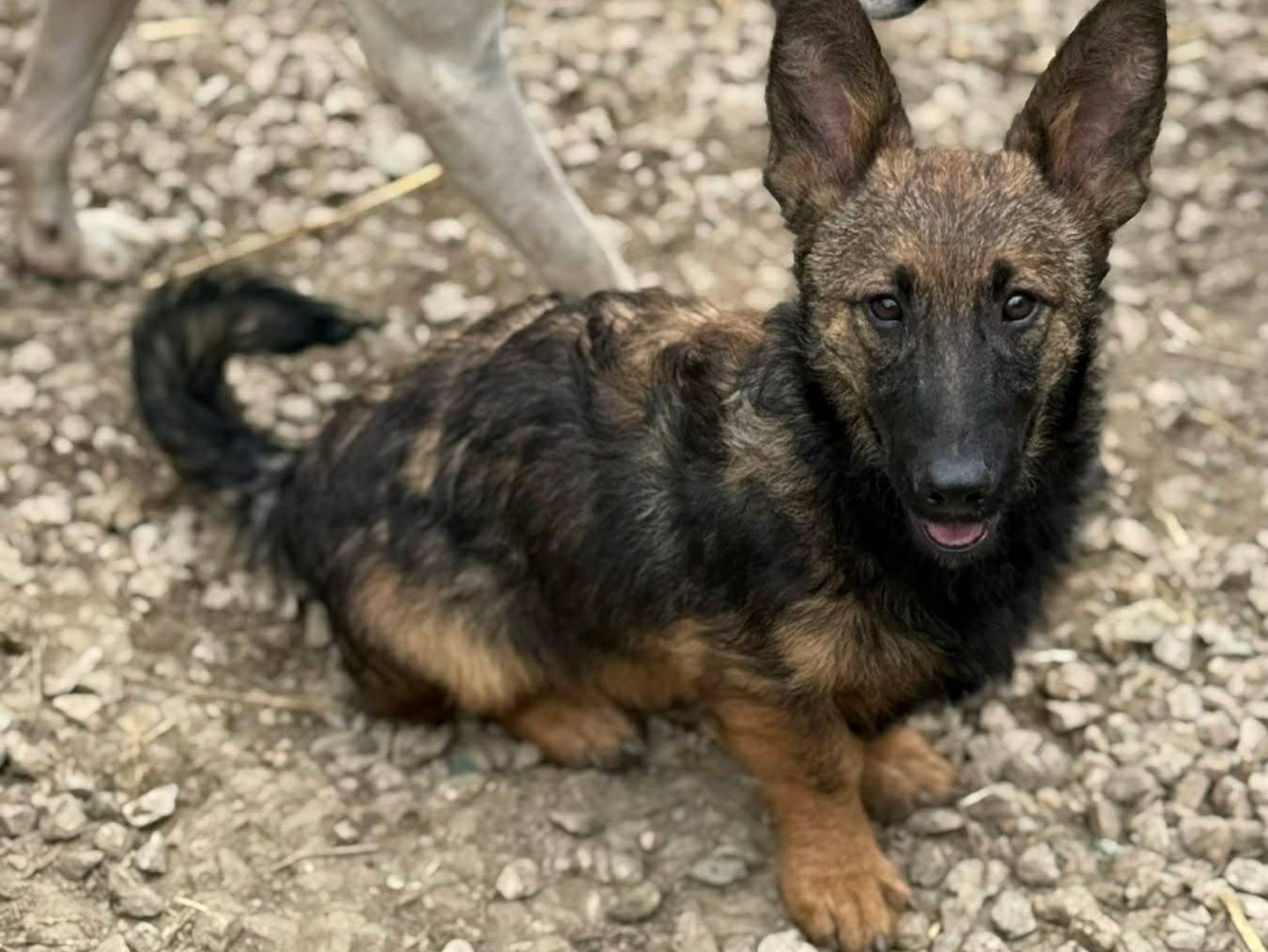 Adotta il cane EZIO a Firenze