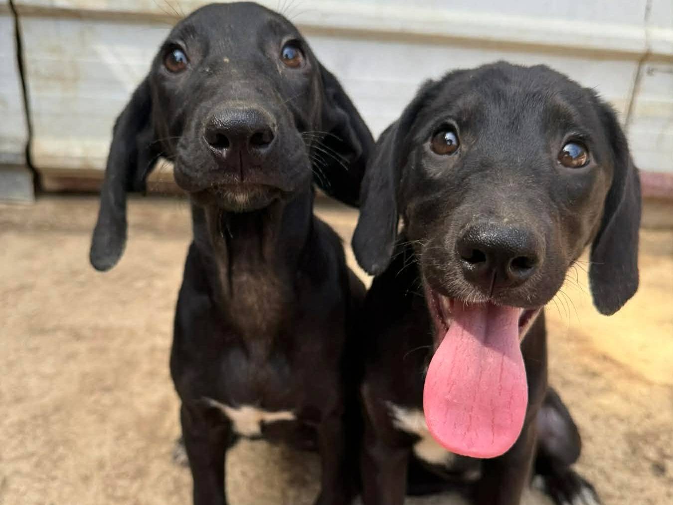 Adotta un cane, taglia media contenuta, femmina, Firenze