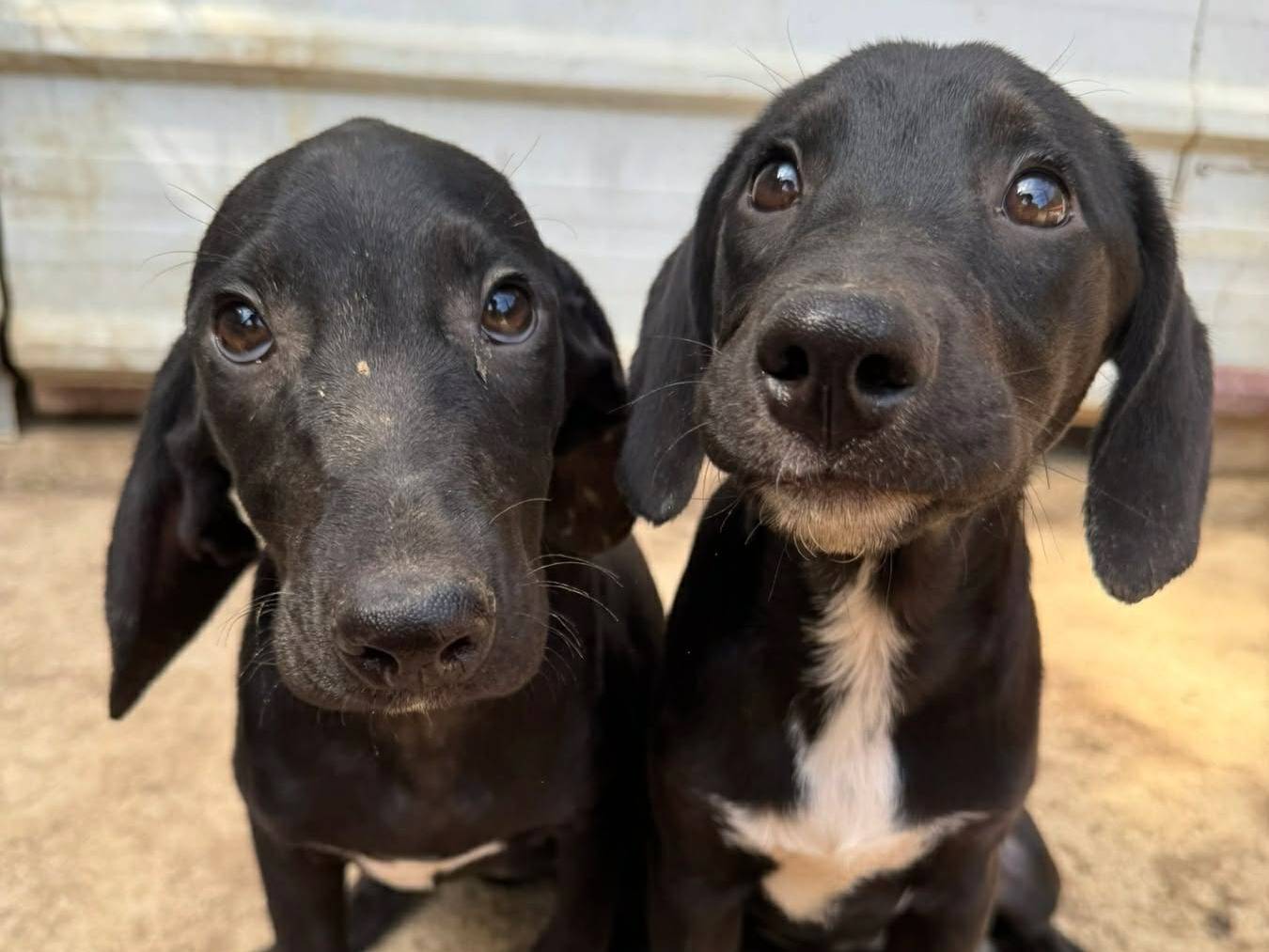 Adotta un cane, femmina, 5 mesi, Firenze