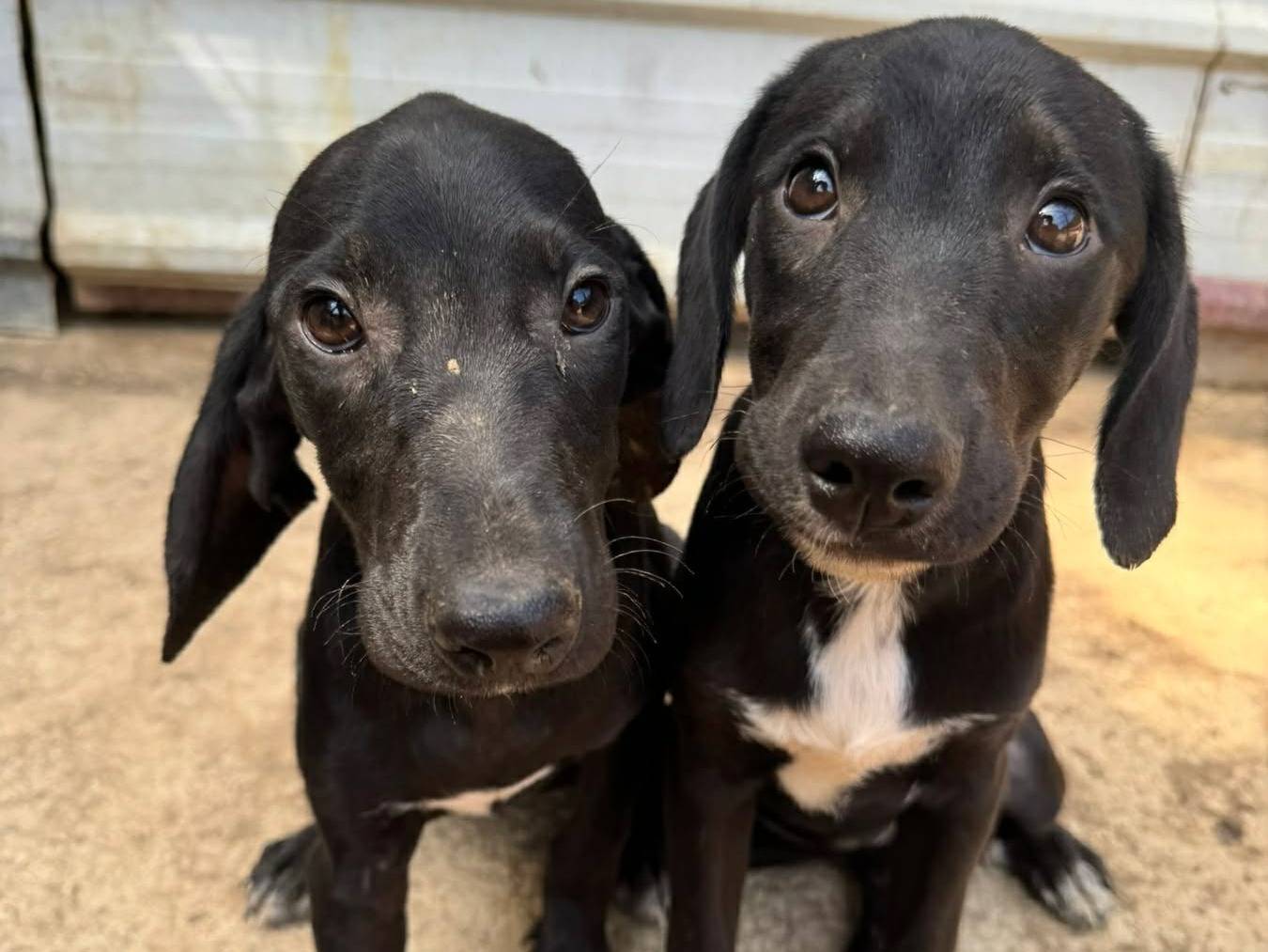 Adozione cane, femmina, Razza sconosciuta Razza sconosciuta, 5 mesi, taglia media contenuta, Firenze