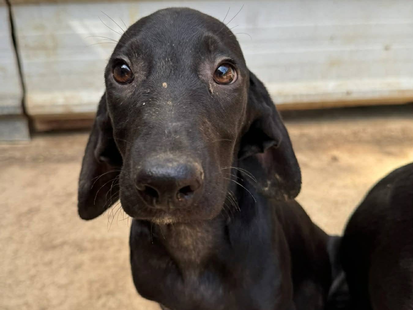Vuoi adottare un cane a Firenze?
