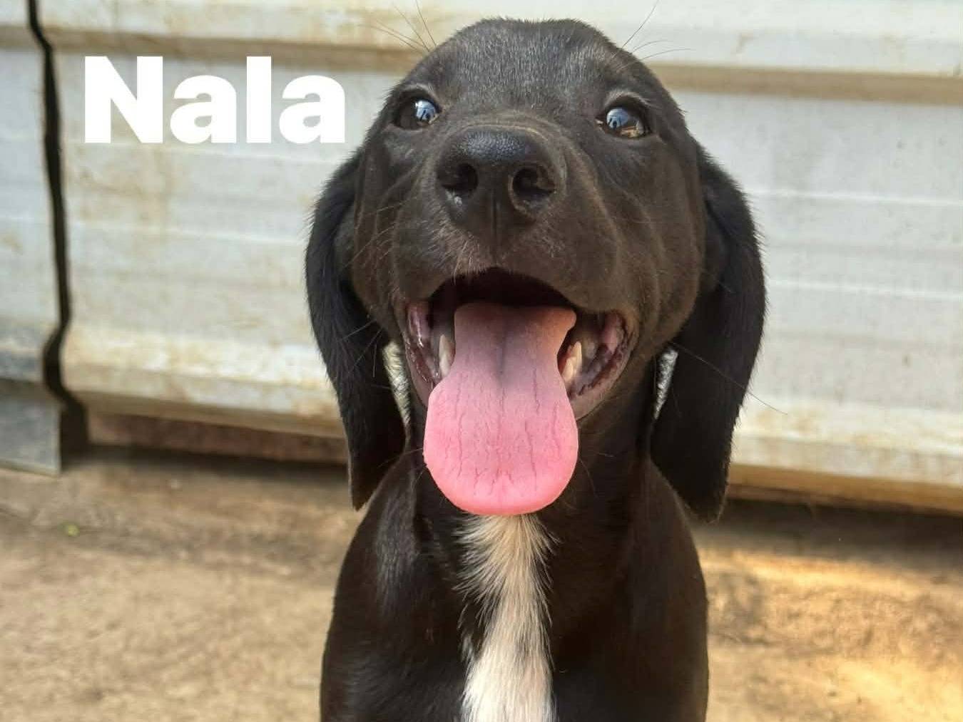 Adotta il cane MARA e LARA  a Firenze
