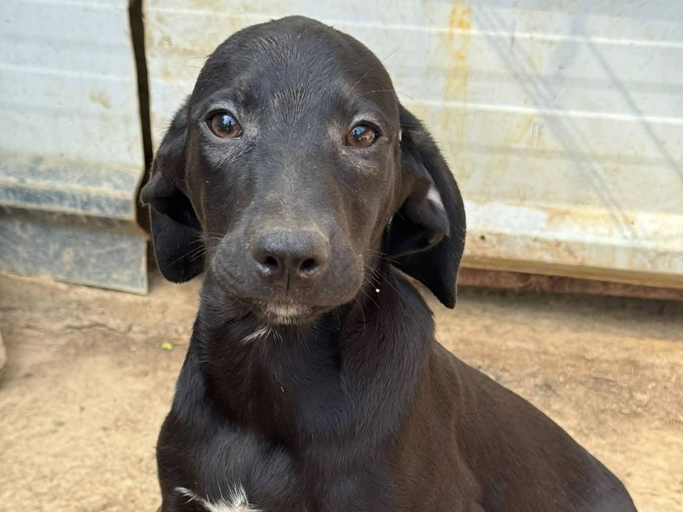 Adozione cane, maschio, Razza sconosciuta Razza sconosciuta, 5 mesi, taglia media contenuta, Firenze