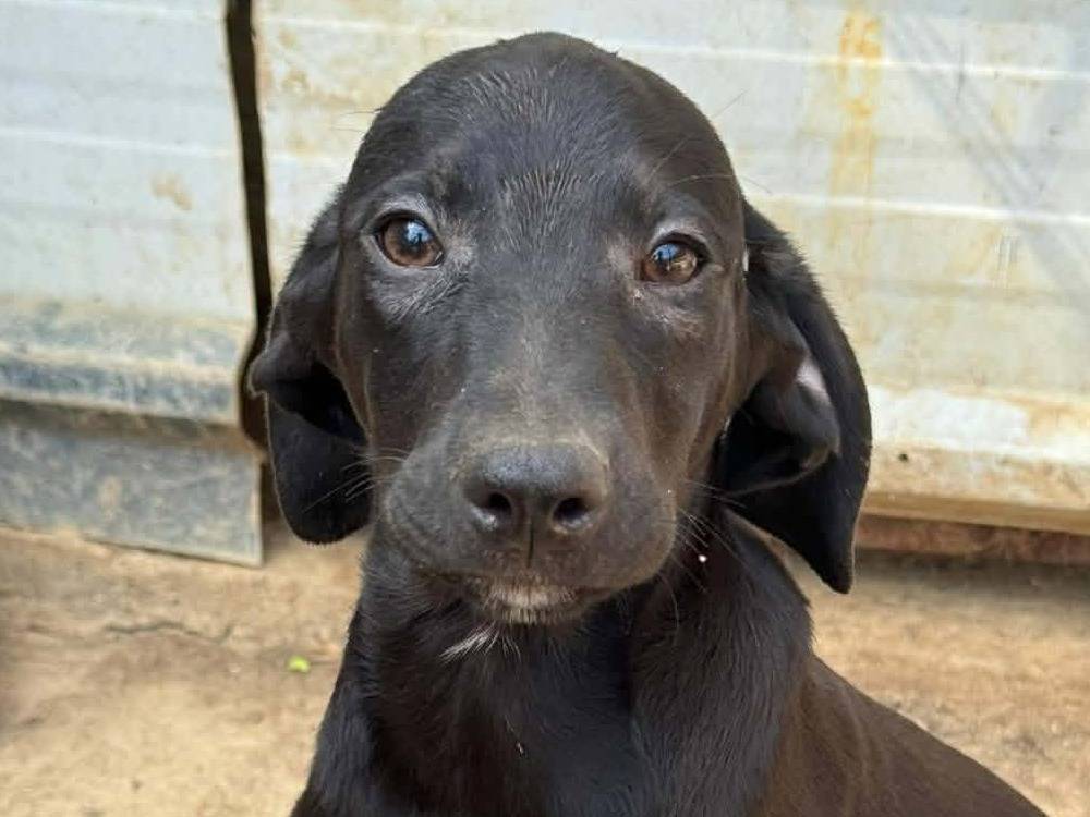 Adotta un cane, maschio, 5 mesi, Firenze