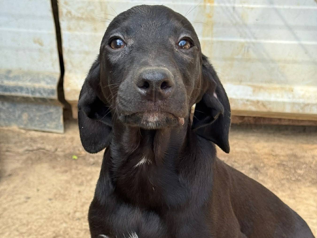 Adotta un cane, taglia media contenuta, maschio, Firenze