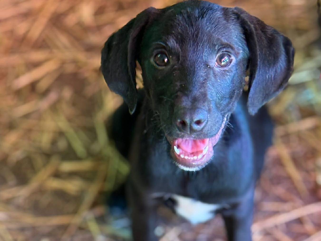 Vuoi adottare un cane a Firenze?
