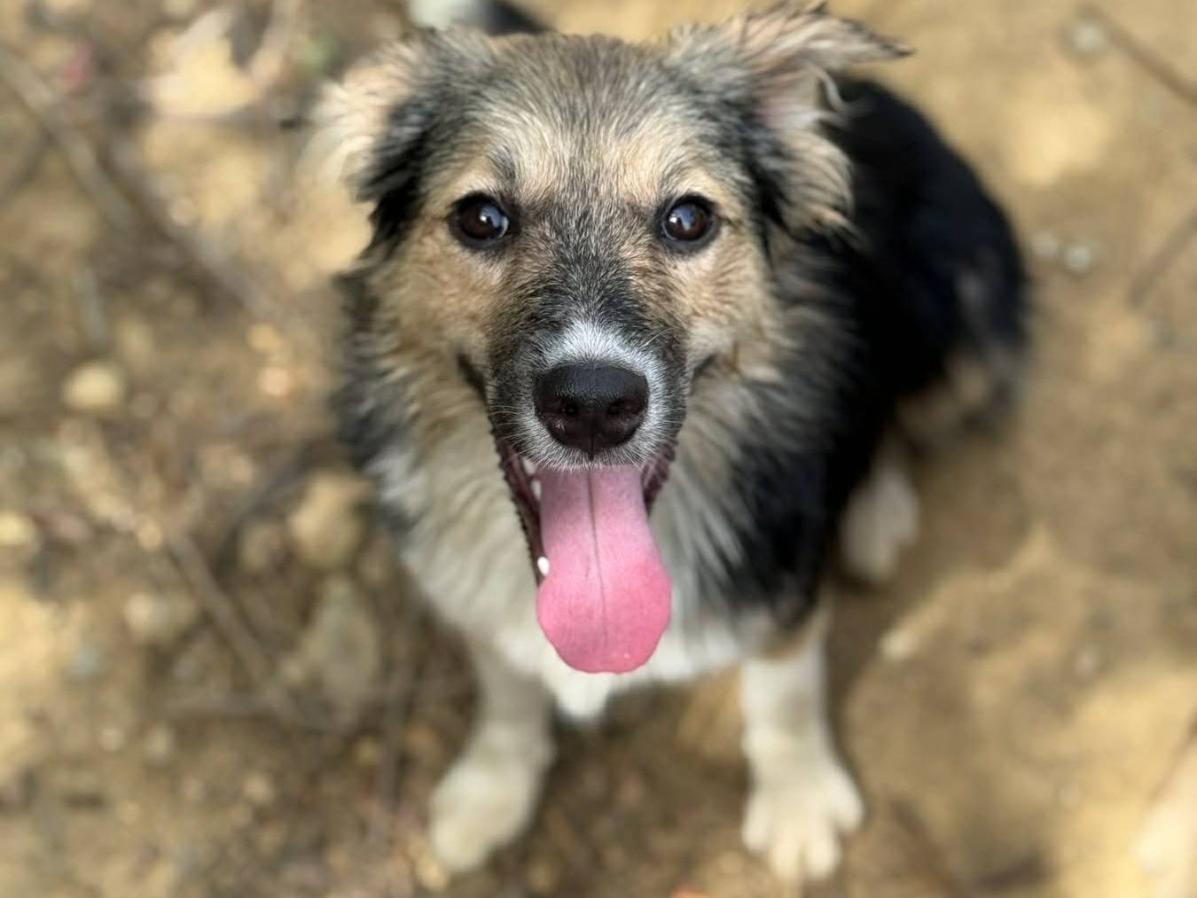 Adotta un cane, femmina, 7 mesi, Firenze