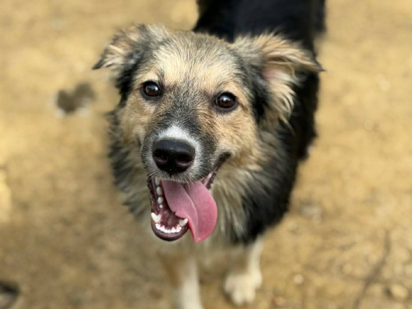Adotta un cane, taglia piccola, femmina, Firenze